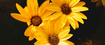 bloemen geel.jpg