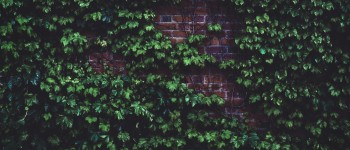groene gevel gevels planten muur