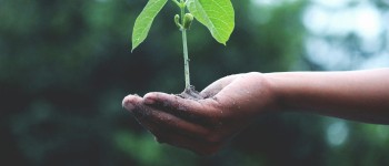 groen plantje vergroening hand.jpg