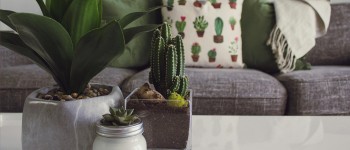 wonen cactus planten bank.jpg