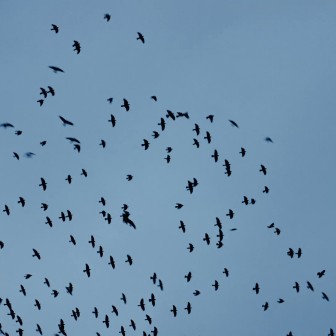 Vogels in de lucht