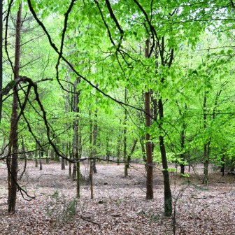 Groen_blad kopie