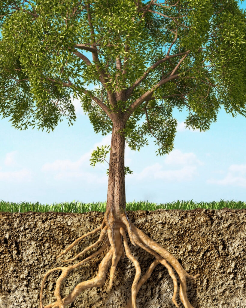 Gezonde groeiplaatsen voor bomen