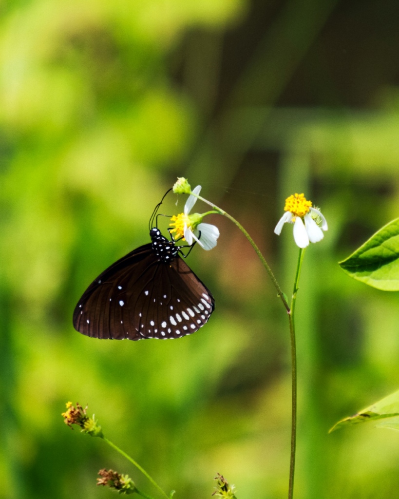 Bomen en biodiversiteit Steck