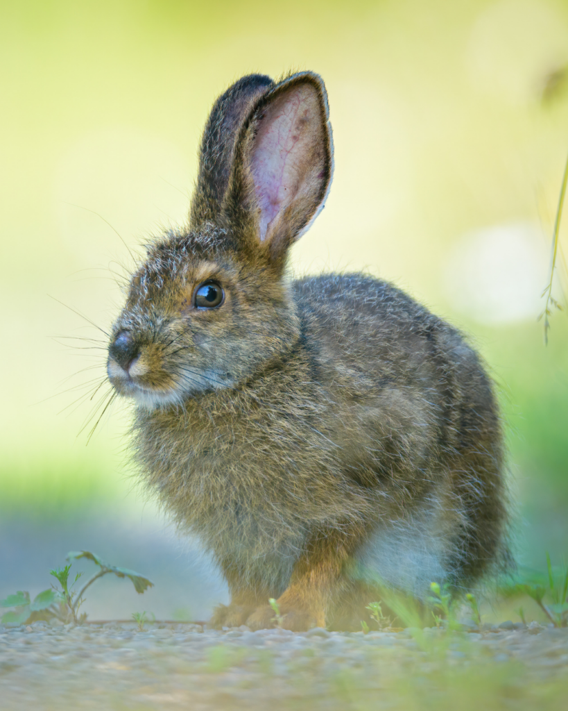 Een plan voor de dieren in Rijnenburg